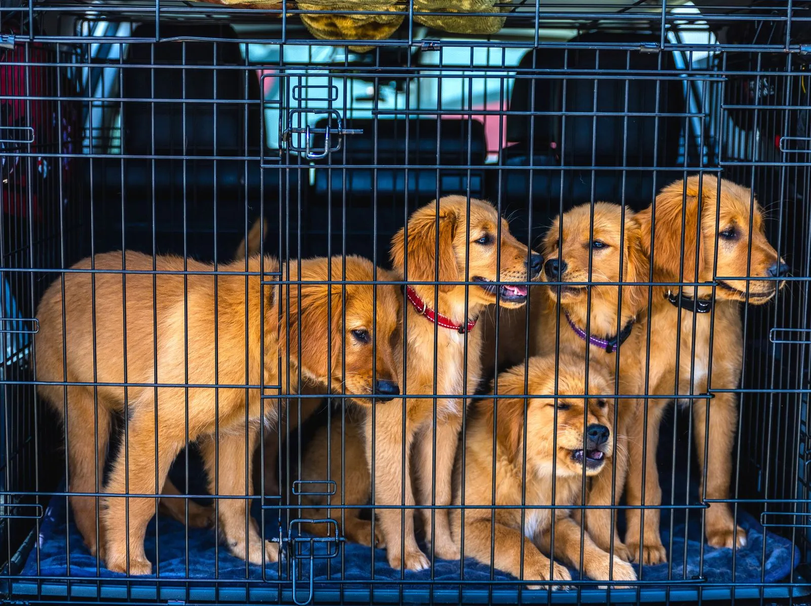 What to Expect During a Shelter Animal Transfer